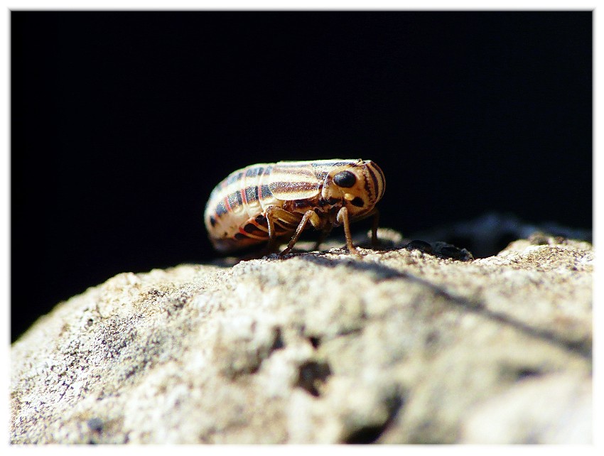 Peltonotellus quadrivittatus (Fieber, 1876) dalla Puglia